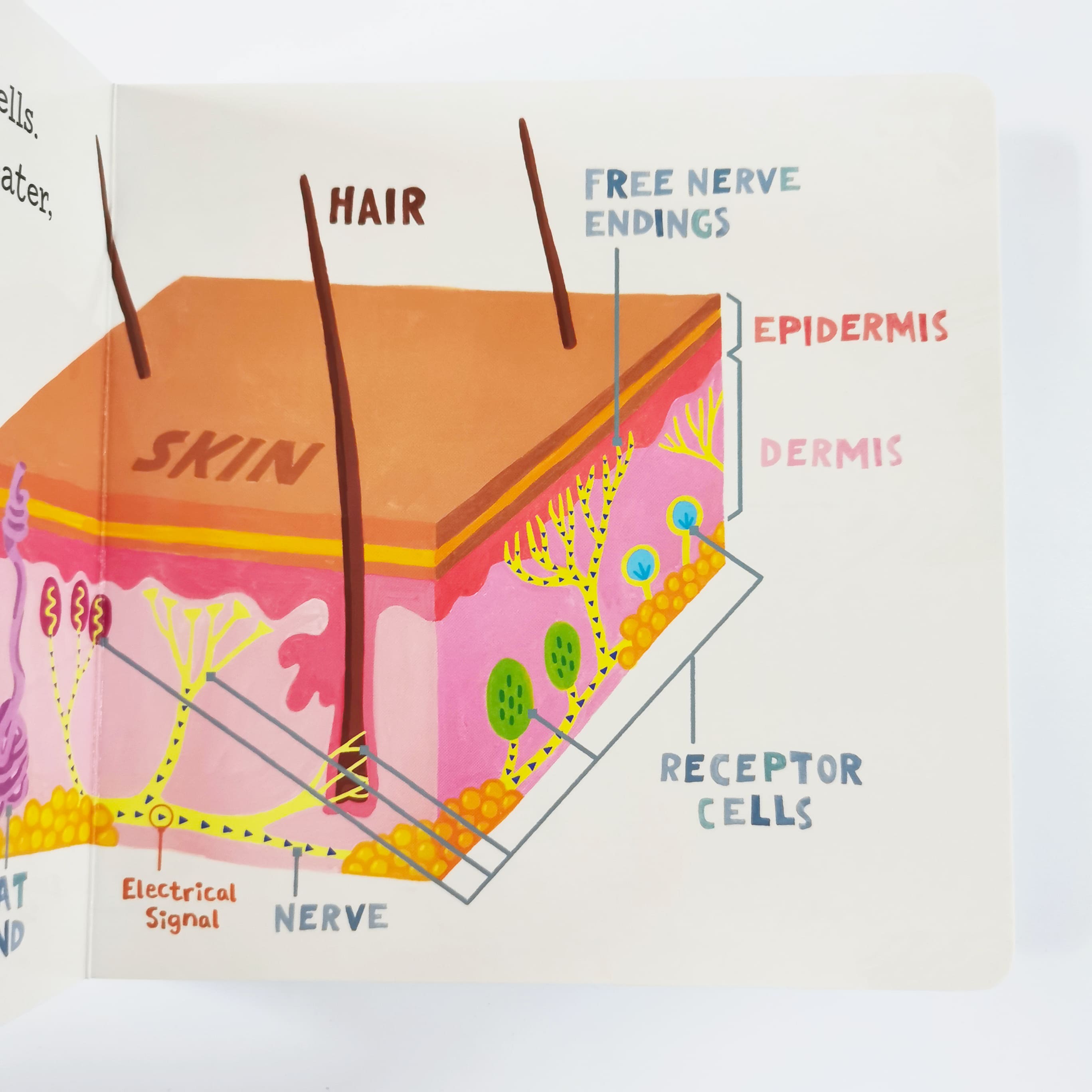 Baby Loves Touch! (The Five Senses)