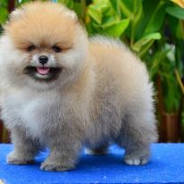 ขายหมาปอมเมอเรเนี่ยน เกรดโชว์ มีรับประกันตอนโต