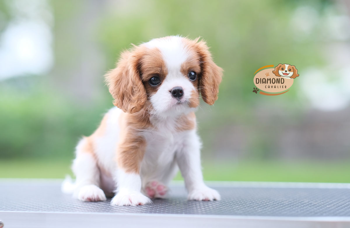 คาวาเลีย , เพศเมีย เกิดมาจากพ่อแม่นำเข้า กะโหลกใหญ่ สีเข้มสวย ร่าเริงวิ่งเล่นเก่ง สายเลือดดี