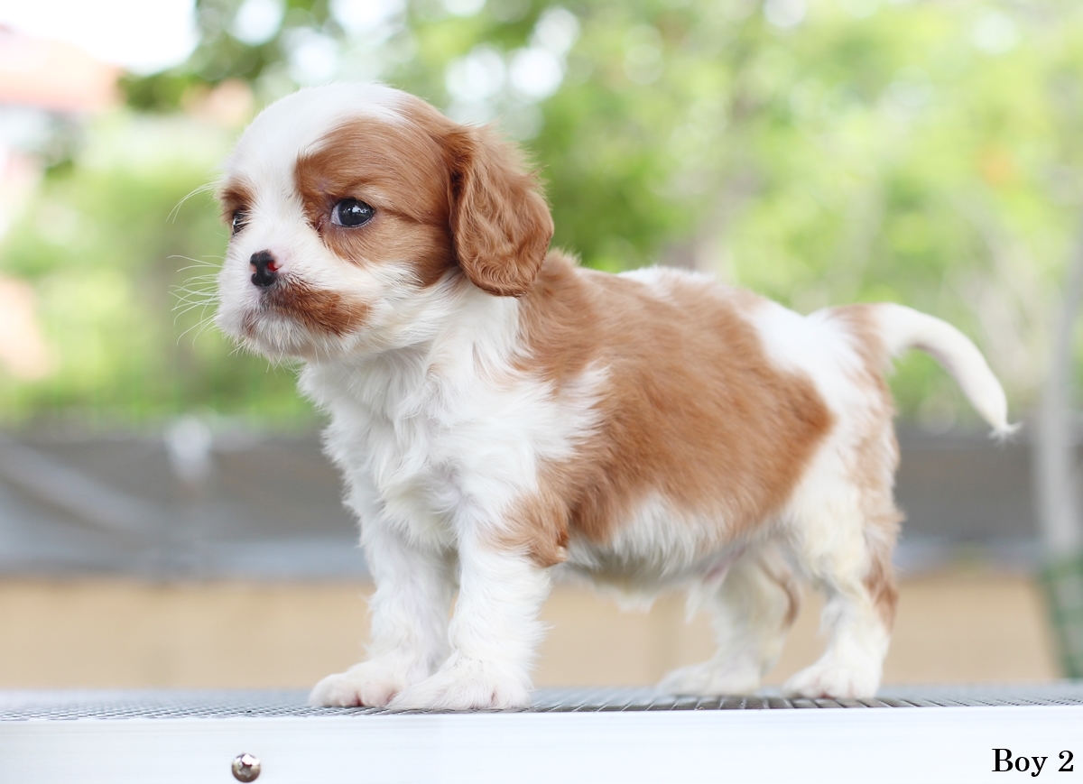 (sold out) คาวาเลียเพศเมีย นิสัยขี้อ้อนมากๆ สุขภาพสมบูรณ์แร็ง กินเก่งเลี้ยงง่าย เกิดมาจากพ่อแน่นำเข้า สายเลือดดี ใครต้องการสุนัขคาวาเลียร์สายพันธุ์ดีๆ พลาดไม่ได้ค่า คาวาเลียเพศผู้ หน้าตาน่ารัก ร่าเริงและฉลาดมากๆ กินเก่ง เลี้ยงง่าย หน้าตาแบ๊วๆ พ่อแน่นำเข้า