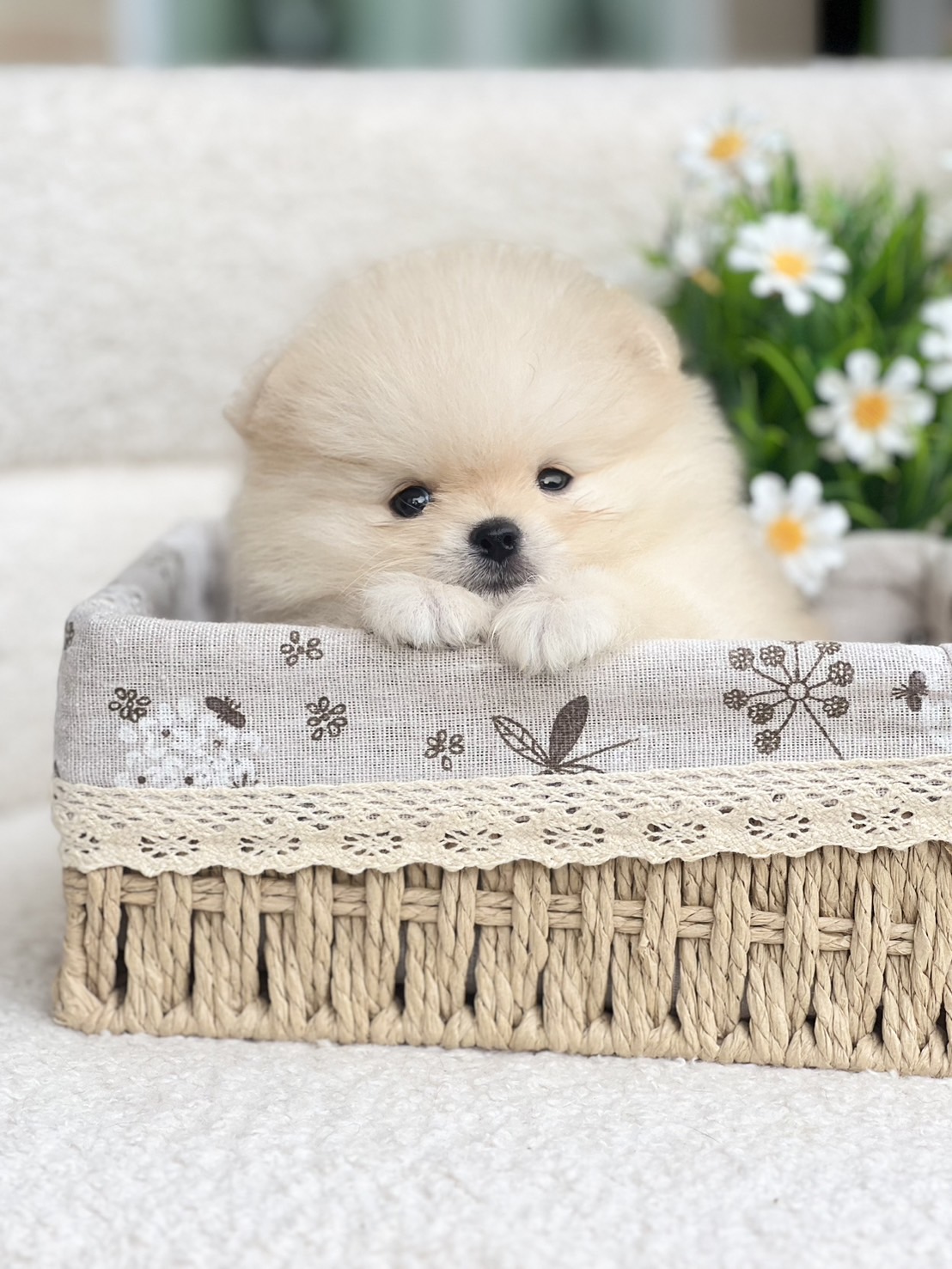 ปอมหน้าหมีตัวผู้ สีขาว