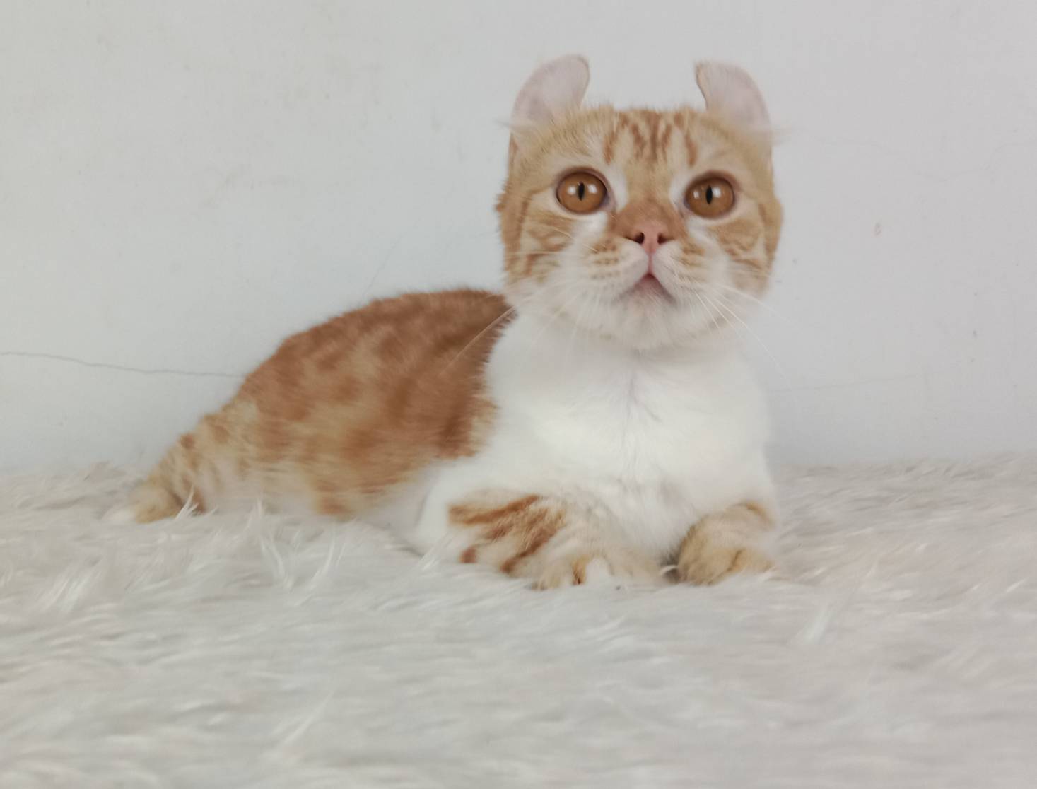 4.แมวมันช์กิ้น/เพศผู้ หาบ้าน Munchkin Cat/Male looking for a new home