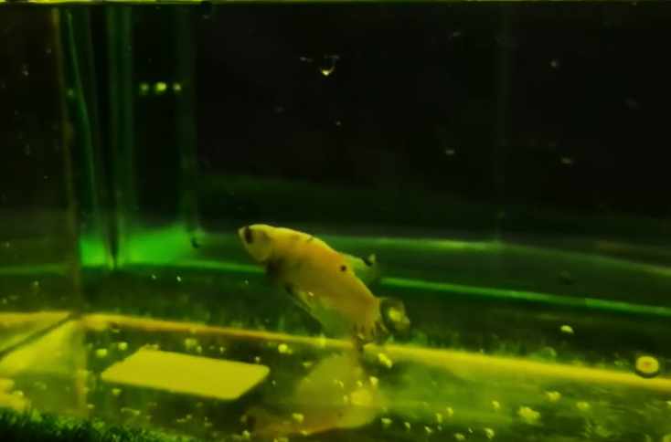 ยาเหลืองญี่ปุ่น 5 g.エルバーヅュ(🎌ผลิตภัณฑ์ของแท้จากญี่ปุ่น แก้ตกเลือด ตัวเปื่อย ซึมเบื่ออาหาร🎌)