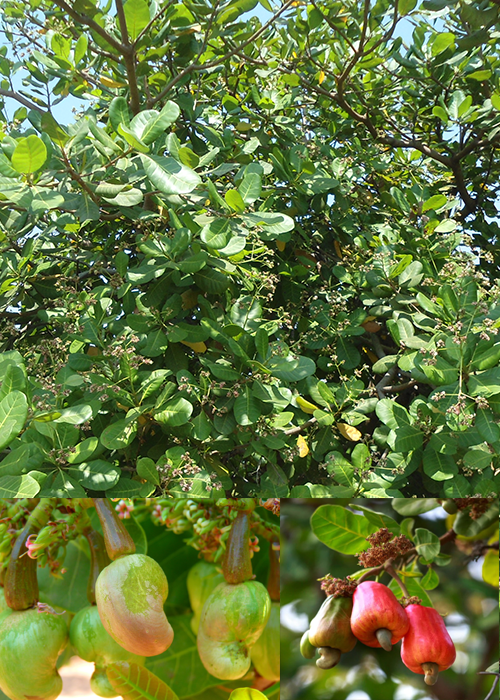 CASHEW (Anacardium occidentale L)