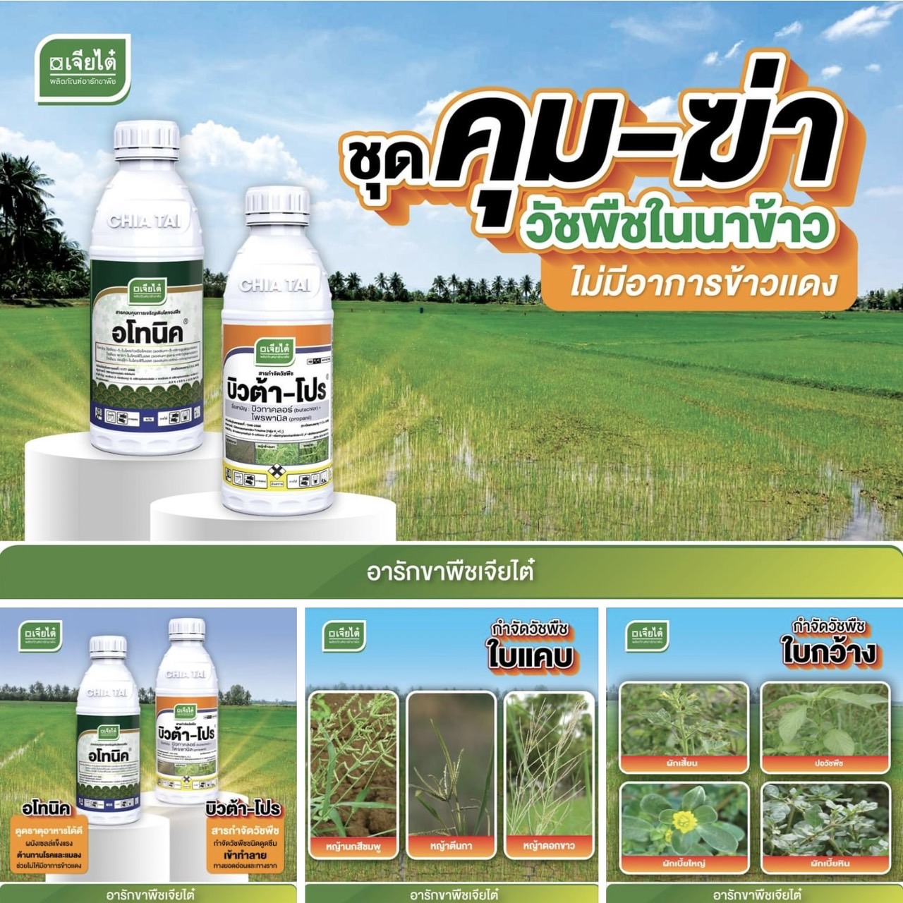ชุด คุม - ฆ่า ในนาข้าว อโทนิค ขนาด 100 กรัม + บิวต้า โปร ขนาด 1 ลิตร #ใช้กำจัดวัชพืชในนาข้าว ไม่มีอาการข้าวแดง