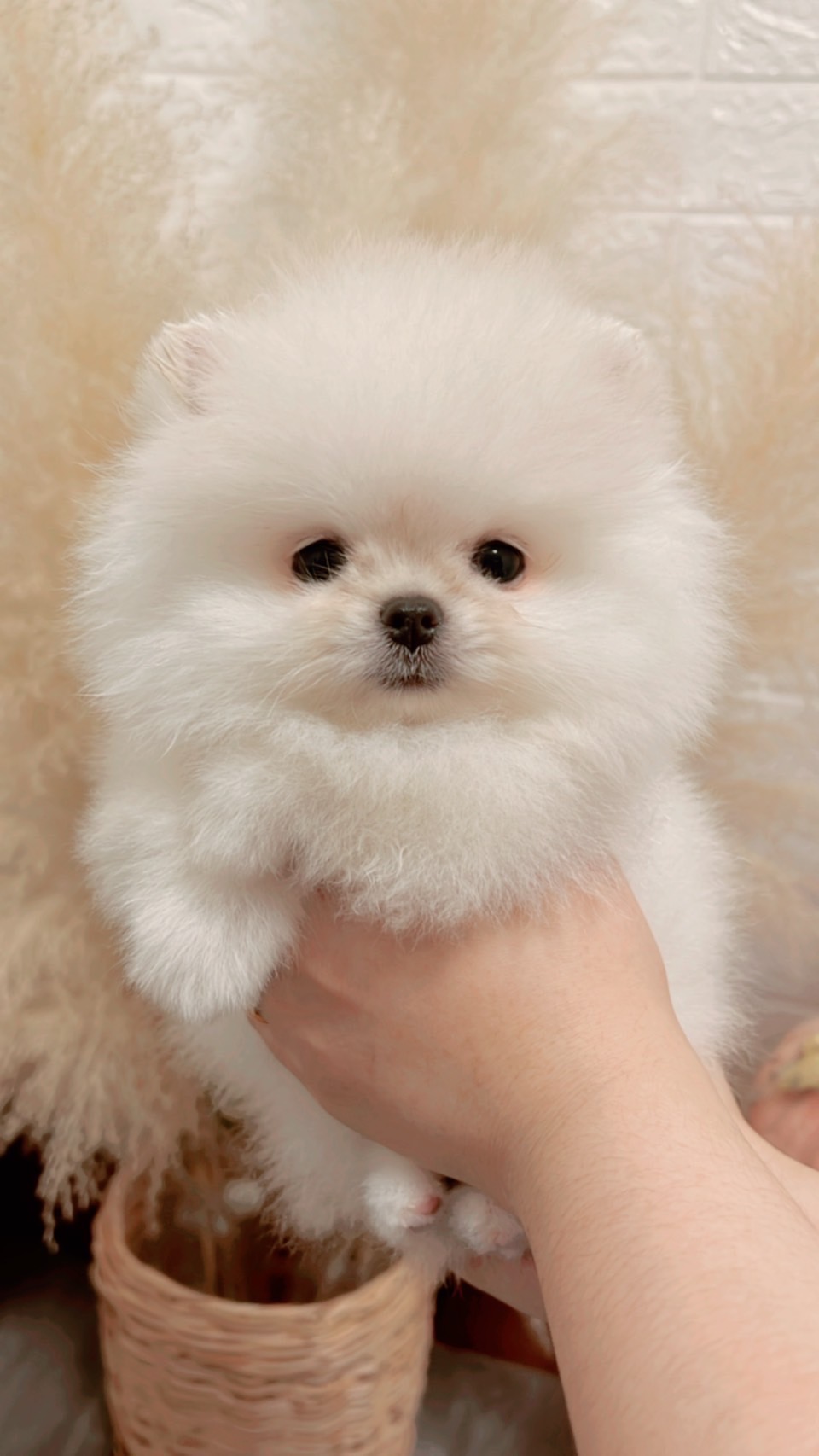 ปอมสีขาวหน้าหมี