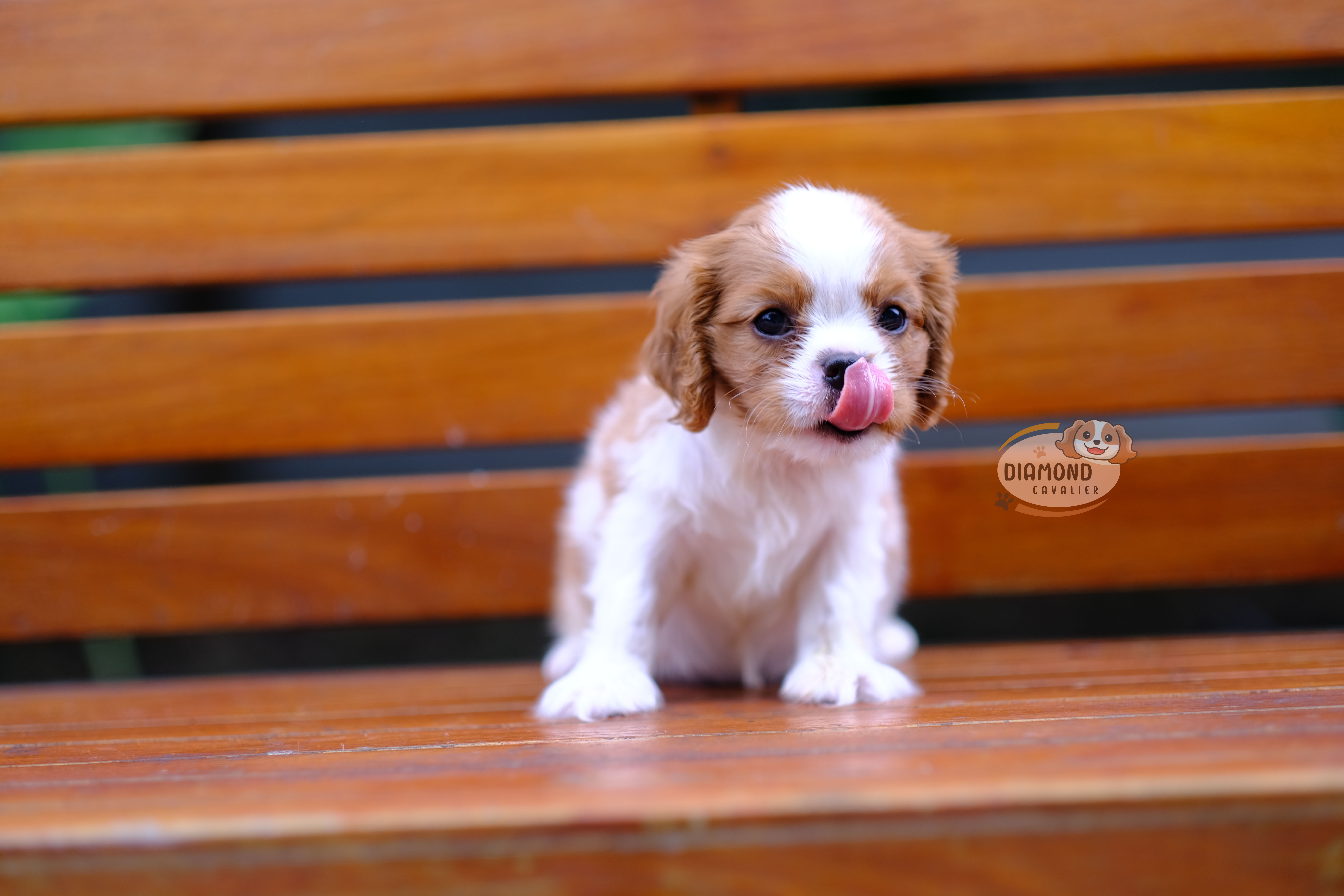 คาวาเลีย , เพศเมีย เกิดมาจากพ่อแม่นำเข้า กะโหลกใหญ่ สีเข้มสวย ร่าเริงวิ่งเล่นเก่ง สายเลือดดี