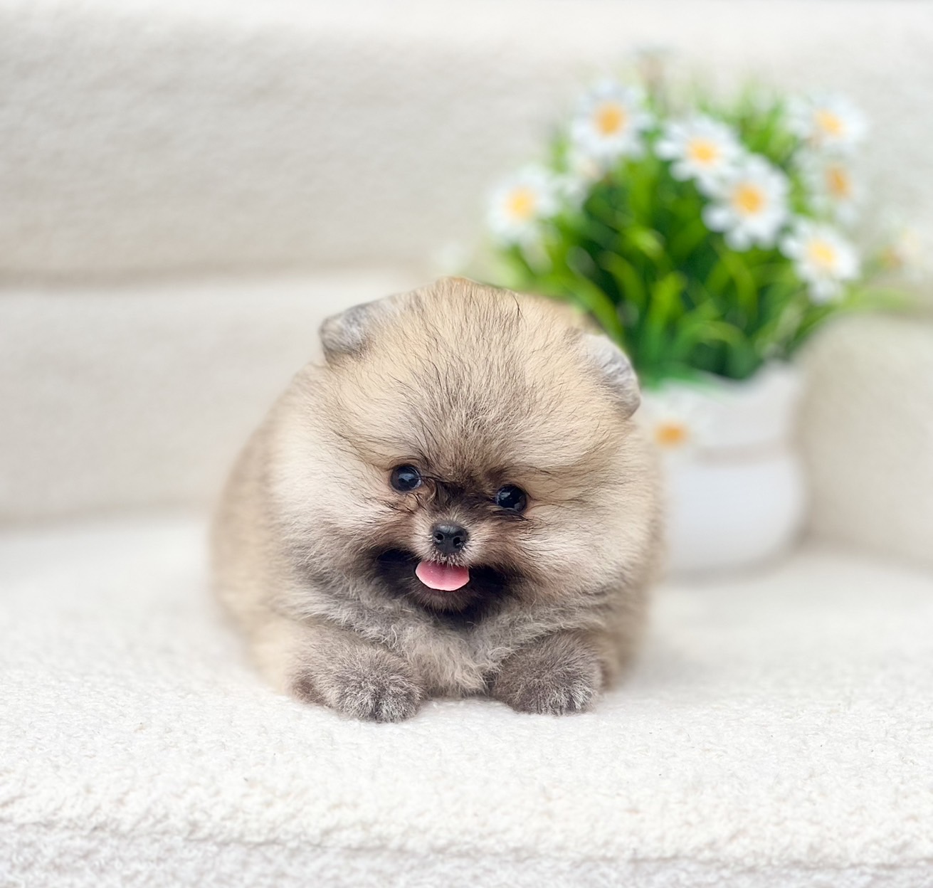 ปอมแท้มีรับประกันความสวยตอนโต