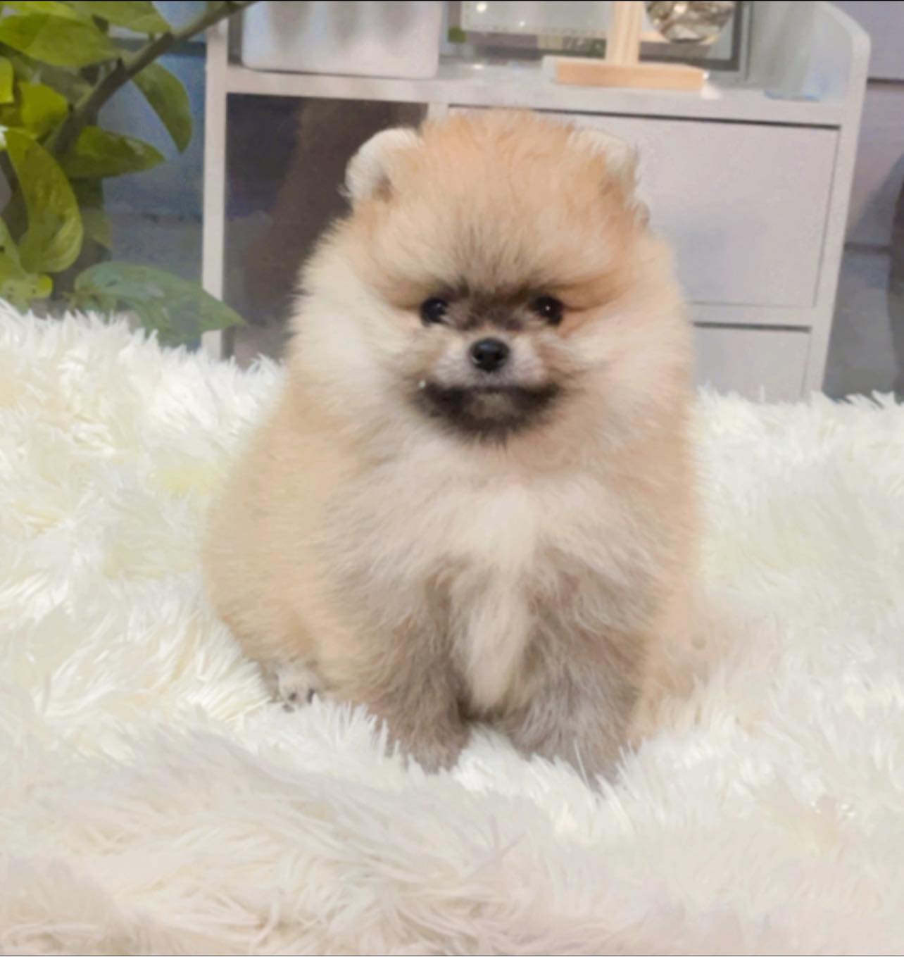 หมาปอมเมอเรเนียนหน้าหมี ทีคัพ สีส้ม