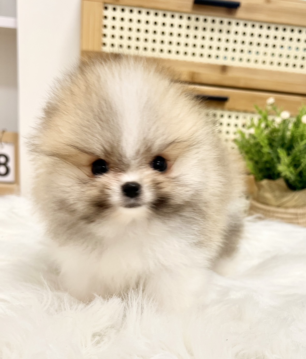 หมาปอมสีแฟนซีสีปาร์ตี้สีไตรคัลเลอร์