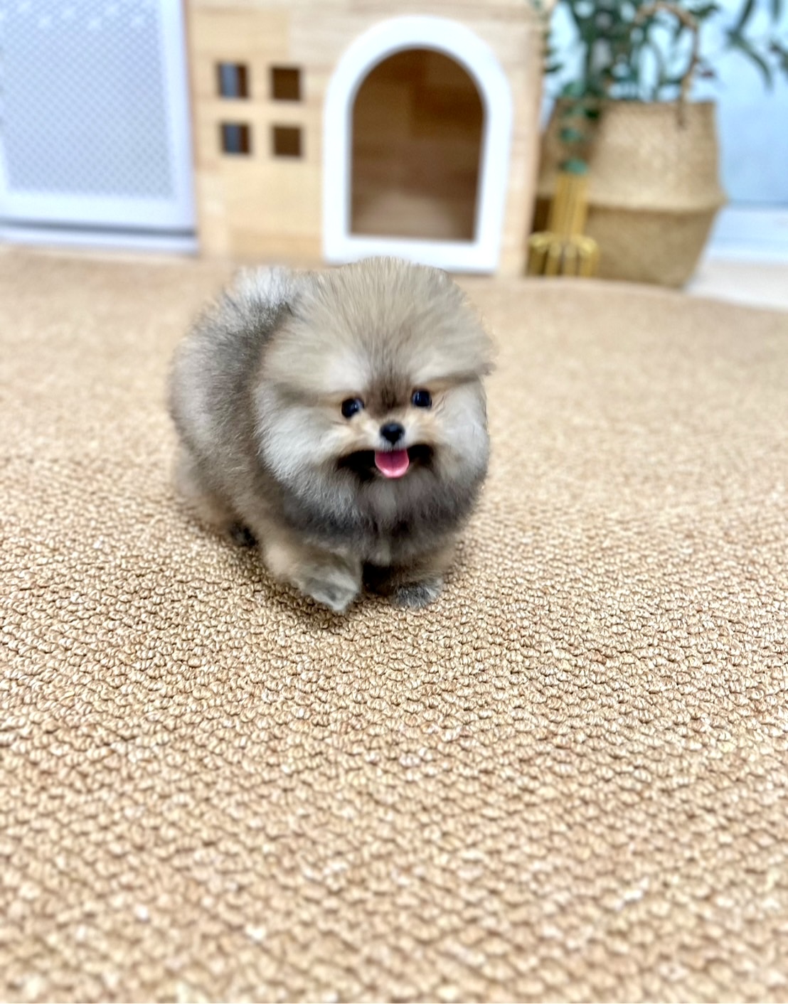 ขายปอมหน้าหมีตัวเมีย