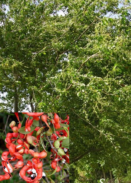 Pithecellobium dulce (Manila tamarind)