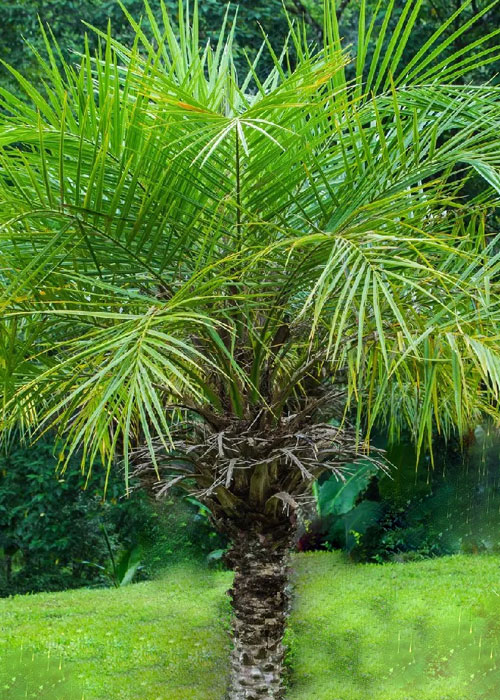 Phoenix roebelenii (Pygmy Date Palm)