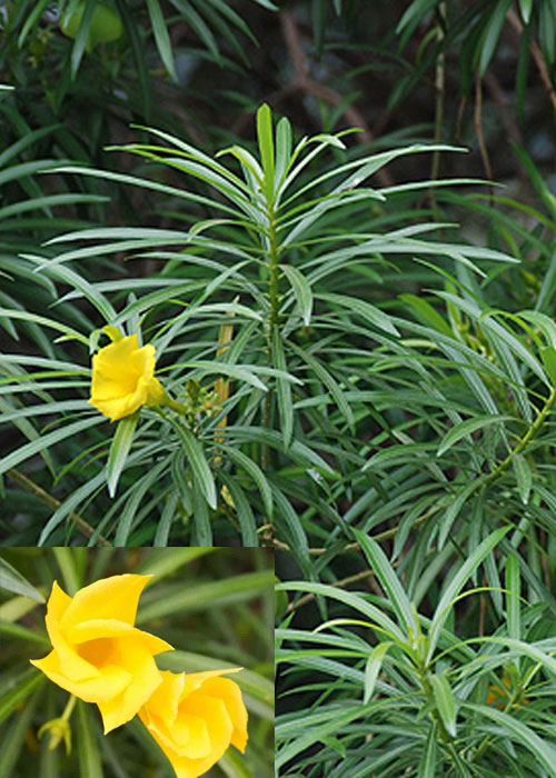 Thevetia peruviana (Yellow Oleander)