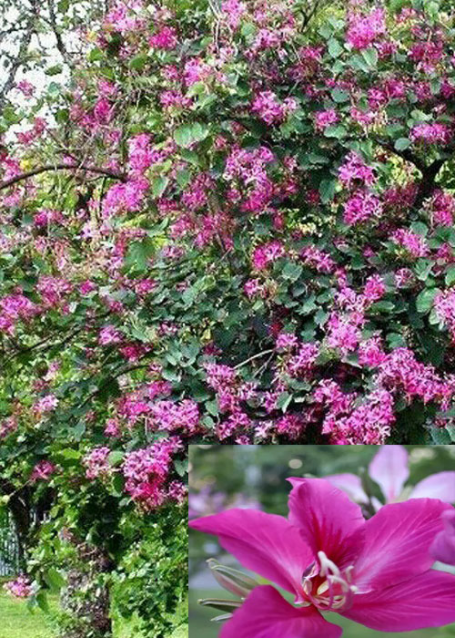 Bauhinia purpurea L (Purple Bauhinia )