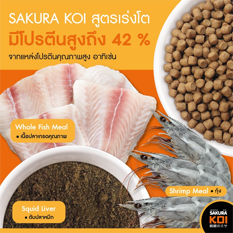 SAKURA KOI High Growth Formula 1.25 kg.(อาหารปลาคาร์พสูตรเร่งโต เร่งล่ำ อย่างรวดเร็ว เสริมโครงสร้างให้สมส่วน)