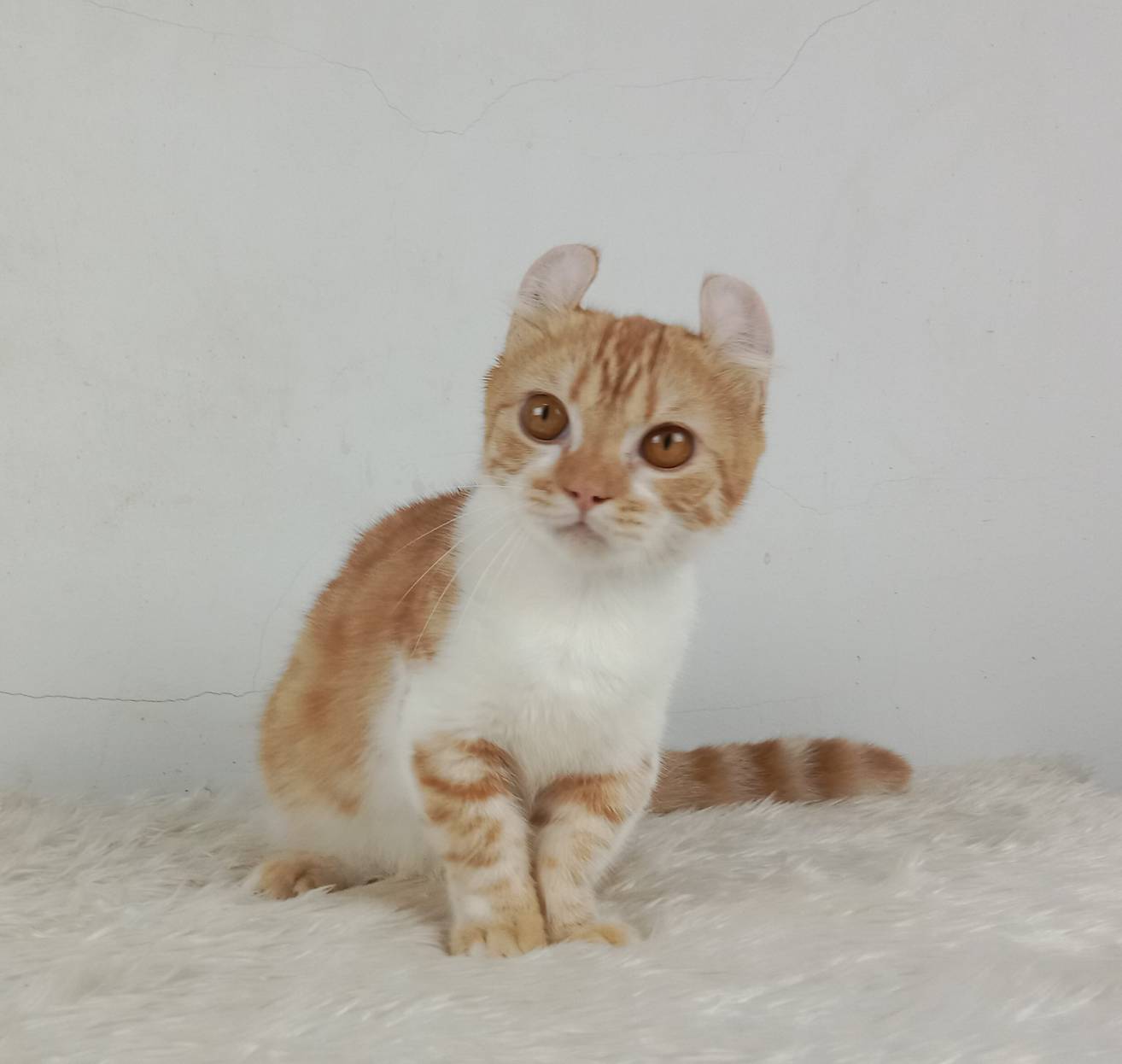 4.แมวมันช์กิ้น/เพศผู้ หาบ้าน Munchkin Cat/Male looking for a new home