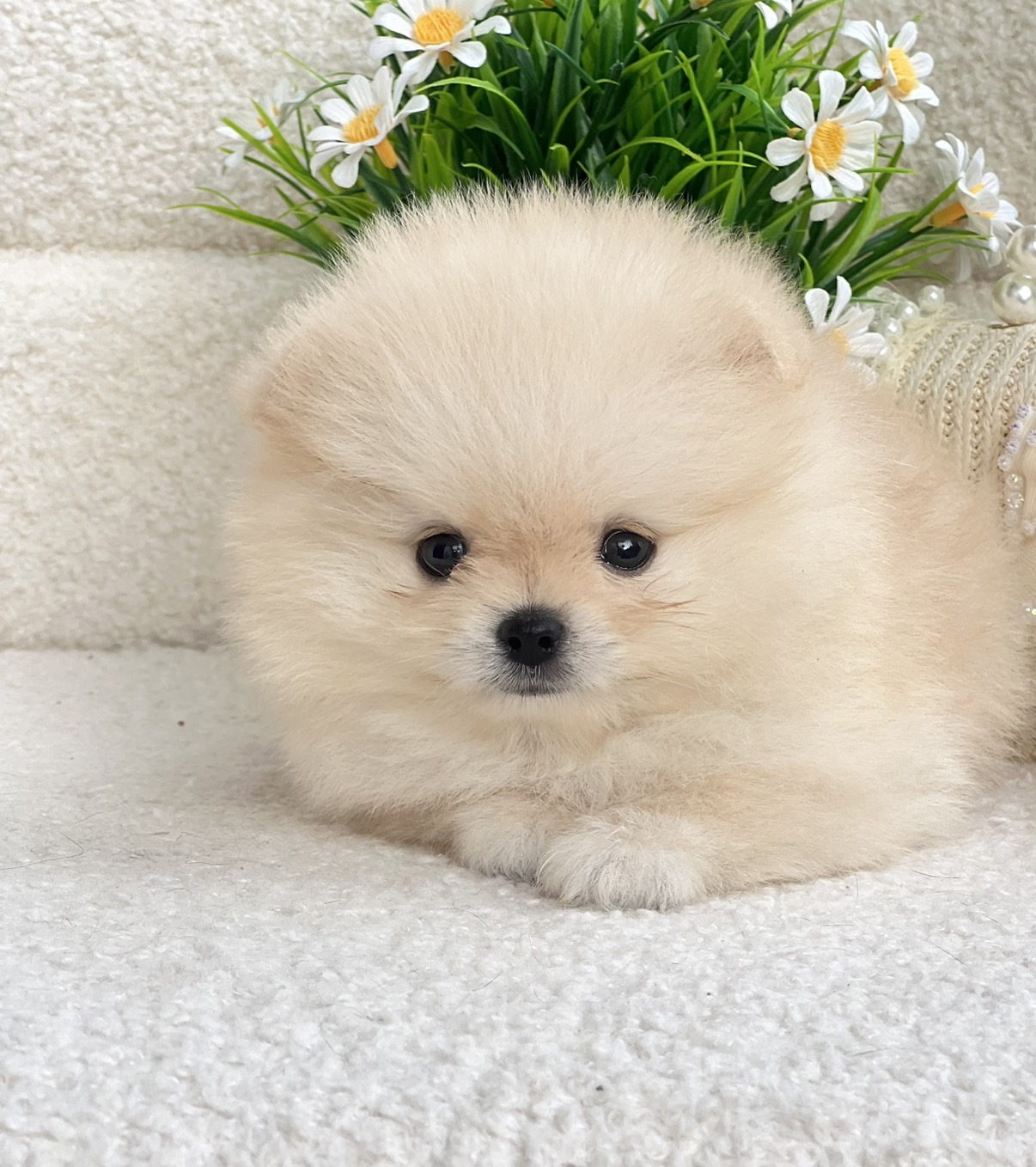 ปอมตัวผู้สีขาว