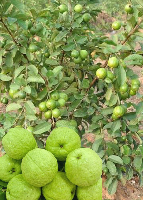 GUAVA (Psidium guajava L)