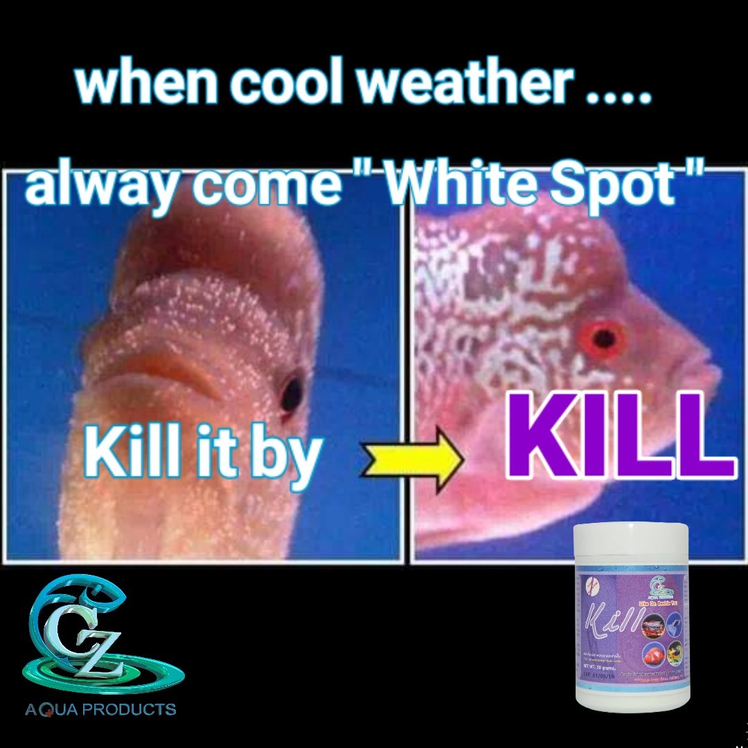 KILL Medicine For External Parasite 50g.(ฆ่าเชื้อโรค อาหารสด อุปกรณ์ กำจัดปรสิต จุดขาว ภายนอกตัวปลา ผลิตโดยสัตวแพทย์)