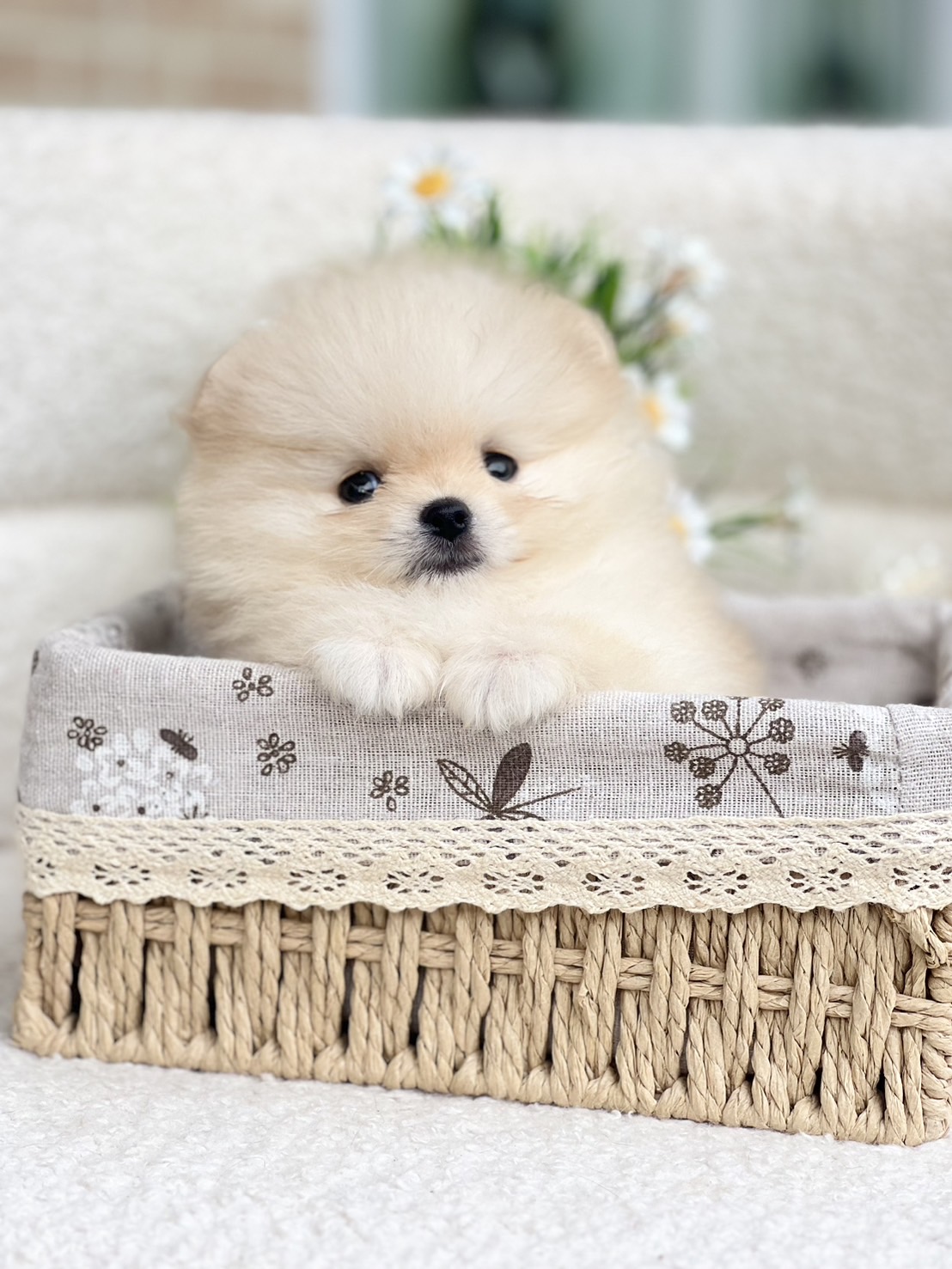 ปอมหน้าหมีตัวผู้ สีขาว