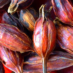 รับซื้อเม็ดพุดจีน รับซื้อเม็ดเก๊กฮวย รับซื้ออัญชันแห้ง รับซื้อมะตูมแห้ง รับซื้อลำไยแห้ง รับซื้อใบเตยแห้ง รับซื้อพุทราจีน รับซื้อดอกคำฝอย รับซื้อกระเจี๊ยบแห้งบริการทุกพื้นที่ทั่วประเทศ รับถึงที่ สนใจ line @buyall