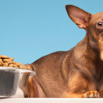 รับซื้ออาหารสุนัข รับซื้ออาหารหมา รับซื้ออาหารสัตว์ Smart Heart ใกล้ฉัน บริการทุกพื้นที่ทั่วประเทศ รับถึงที่ สนใจ line @buyall