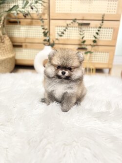 น้องปอม เพศญ สีส้ม