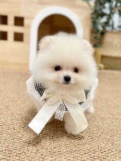 ปอมแท้ตัวผู้สีขาวครีม ขายหมาปอมหน้าหมี