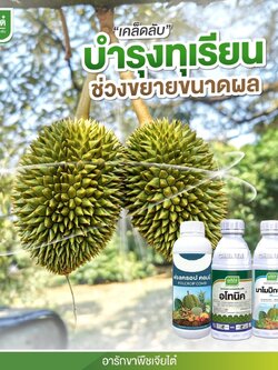 ชุด บำรุงทุเรียน ช่วงขยายขนาดผล - ฟอลครอป คอมบี 1L. + อโทนิค 500cc. + มาโมมิกซ์ บลู 1L.