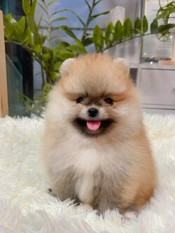 หมาปอมเมอเรเนียนหน้าหมี ทีคัพ สีส้ม