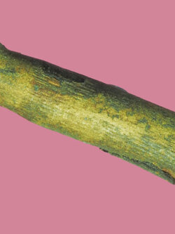 A5300 ปลัดขลิกหลวงพ่อเมฆ วัดลำกระดาน กรุงเทพ 12