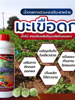 มะเขือดก 1 ลิตร สารเพิ่มผลผลิตในมะเขือโดยเฉพาะ น้ำตาลทางด่วน+อะมิโน+สาหร่าย