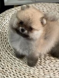 ปอมเมอเรเนียนหน้าหมี ทีคัพ สีส้ม