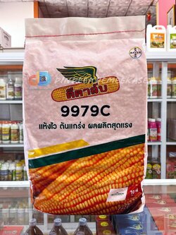 เมล็ดพันธุ์ข้าวโพดดีคาร์บ 9979C : 10 กก.แห้งไว ต้นแกร่ง ผลผลิตสุดแรง