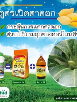 ชุดสูตรเปิดตาดอก กระตุ้นการเปิดตาดอก ปรับสมดุลฮอร์โมนพืช เกอมาร์พลัส +นูแทค ซุปเปอร์-เค+นูบา-สเปรย์ แคลเซียมโบรอน