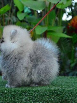 ปอมเมอเรเนียนแท้ สีส้มมีรับประกันตอนโต