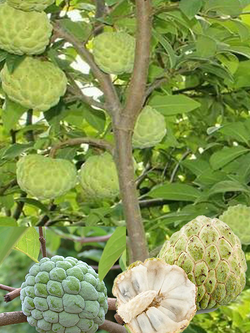 CUSTARD APPLE (Annona squamosa )