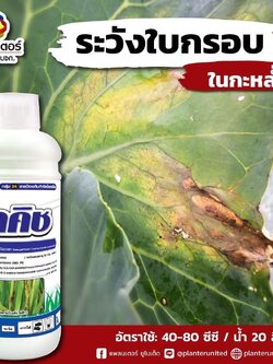 ลาคิช : คาซูกาไมซินไฮโดรคลอร์ไรด์ไฮเดรต 4% W/V EW [กลุ่ม 24] ใช้ป้องกันกำจัดแบคทีเรียที่ก่อให้เกิดโรค เช่น ใบแดง ใบกรอบ เน่าปากหมู ในผักใบ