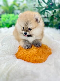 ปอมตัวเมีย