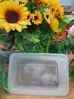 M-0089063 ปลาทูต้มหวาน