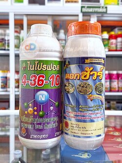 (ชุด 2 ขวด)4-36-10 ขนาด1ลิตร สูตรเตรียมต้นก่อนออกดอก+ดอกชัวร์เบสฟอร์+ดอกชัวร์ ขนาด 1 ลิตร