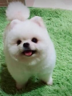 เปิดรับผสมพ่อพันธ์ุปอมเมอเรเนียน สีขาว