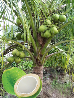 COCONUT (Cocos nucifera L)