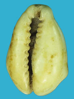 A5102 หอย เบี้ยโรงบ่อน ใช้แทนชิบเเลกเงินในโรงบ่อน 16