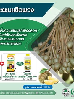 ชุดบำรุงทุเรียน โฟแมกซ์โบรอน150+โฟแมกซ์แคลเซียมโบรอน ระยะมะเขือพวง เพิ่มความสมบูรณ์,ช่วยให้เกสรแข็งแรง,ลดการหลุดร่วง