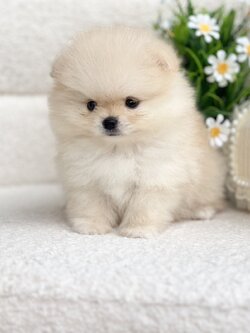 ปอมตัวผู้สีขาว