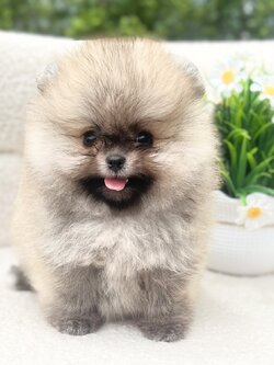 ปอมเพศผู้สีส้ม ปอมแท้มีรับประกันความสวยตอนโต