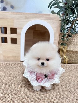 ขายหมาปอม ปอมหน้าหมีตัวเมียสีขาว