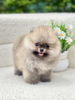 ปอมแท้มีรับประกันความสวยตอนโต